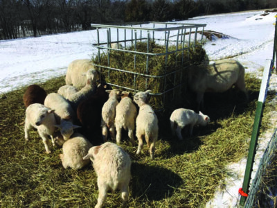 sheep eating hay from ibc tote cage